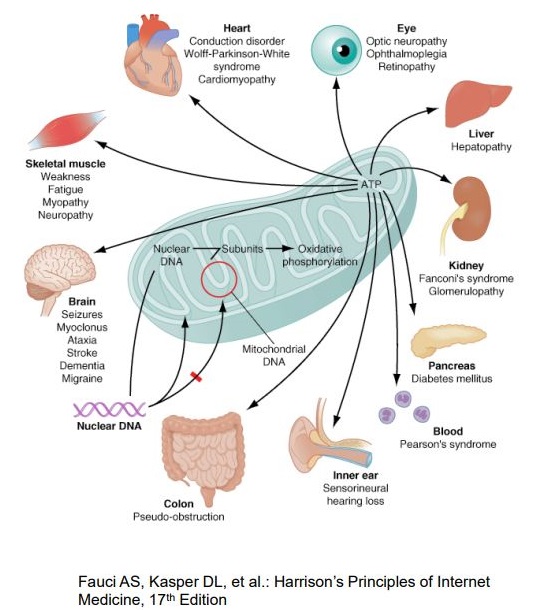 terry-willard-role-that-mitochondria-dysfunction-plays-in-various